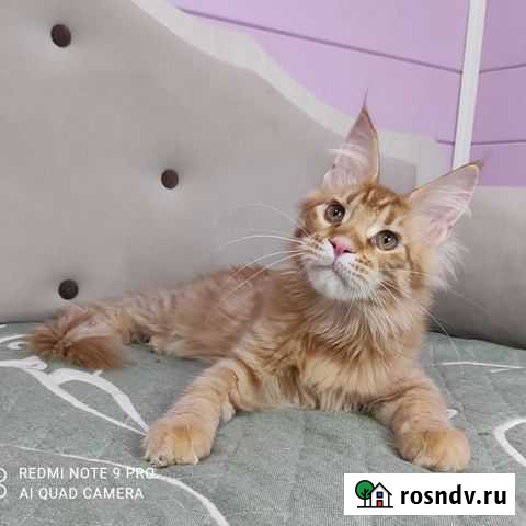 Шикарный котик Мейн-кун Котельники - изображение 1