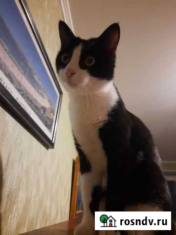 Самыйласковыйвмирекот Нижний Новгород - изображение 1