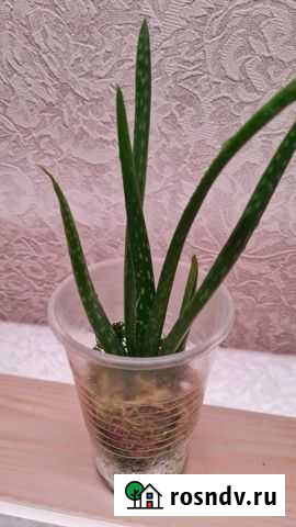 Алоэ Каспийск - изображение 1