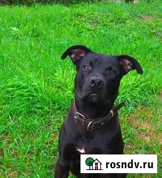 Питбультерьер Благовещенск - изображение 1