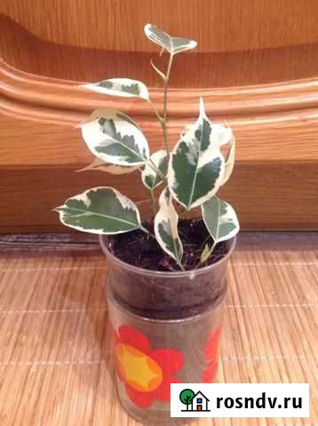 Фикус Бенджамина Старлайт Красноярск - изображение 1