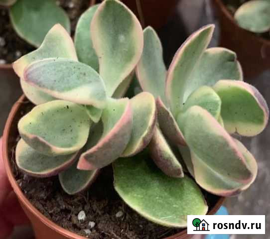 Суккулент Крассула Атропурпуреа Вариегата Октябрьский - изображение 1