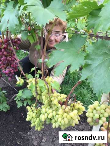 Виноград саженцы Дзержинск - изображение 1