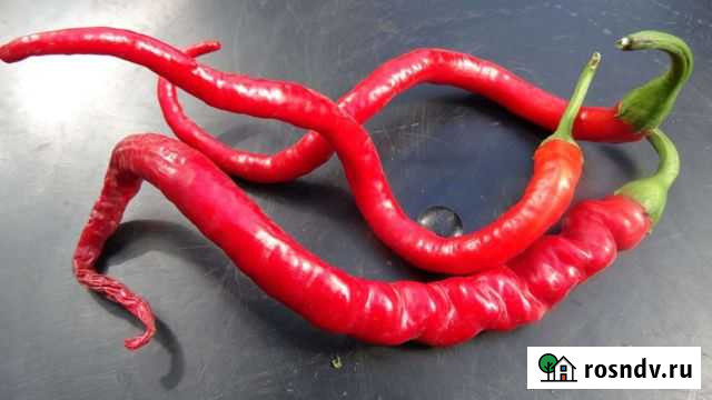 Перцы горькие сортовые Заворонежское - изображение 1