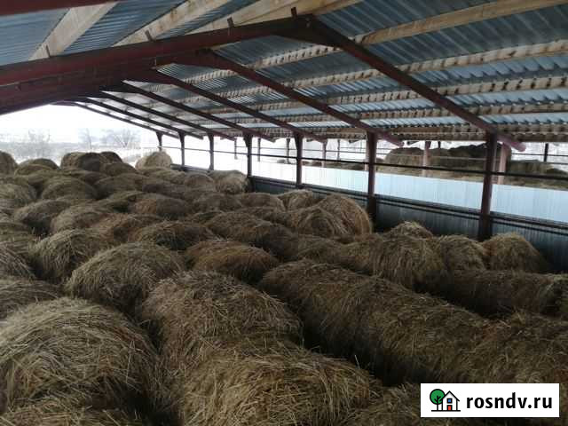 Сено Кунгур - изображение 1