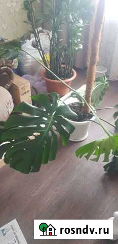 Монстера Магнитогорск - изображение 1