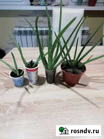 Алоэ Смоленск - изображение 1