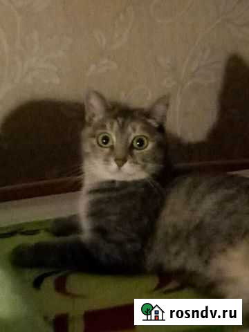 Отдам в добрые руки Новокузнецк - изображение 1