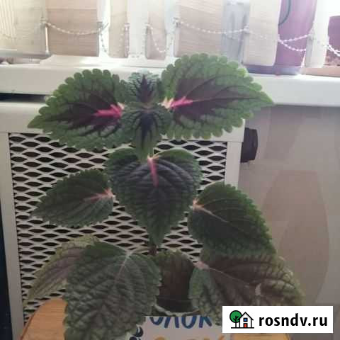 Цветок Великий Новгород - изображение 1