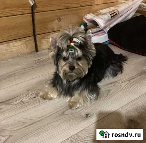 Йоркширский терьер вязка Иркутск - изображение 1
