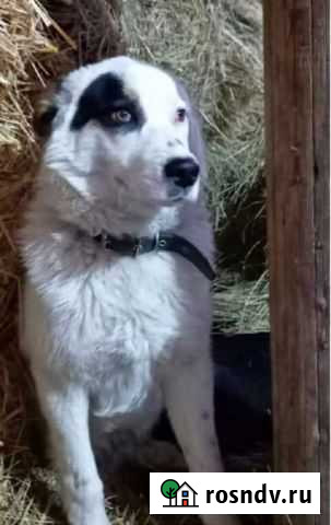 Зачетный пес Энгельс - изображение 1