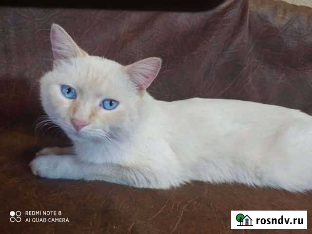 Кот Стерлитамак - изображение 1