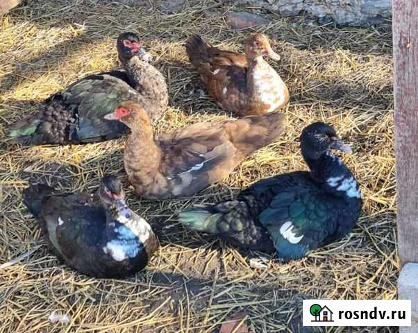 Индоутки семья Тбилисская - изображение 1