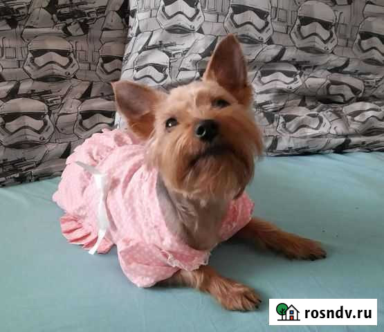 Платье для собак мелких пород Красково - изображение 1