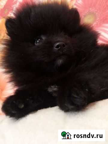 Малыши-черныши Челябинск - изображение 1