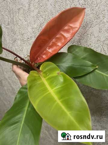 Филодендрон принц Оранж Хабаровск - изображение 1