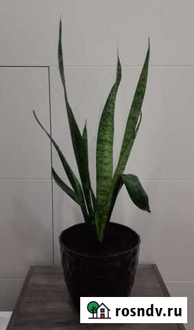 Сансевиерия Балабаново - изображение 1