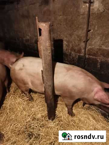 Свиньи Шахты - изображение 1