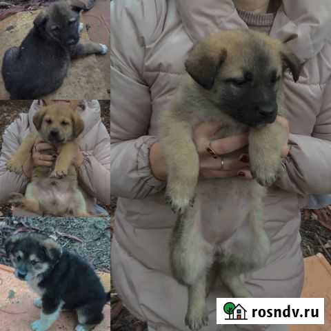 Рыжик лабрадор, чёрный носик, обаяшка и чёрный смы Керчь - изображение 1