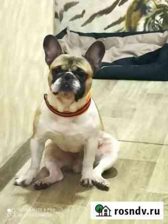 Французский бульдог вязка Волгоград