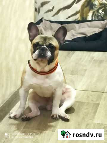 Французский бульдог вязка Волгоград - изображение 1