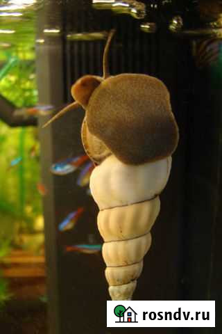 Тиломелании Геркулес - Снежный Кролик Пушкино - изображение 1