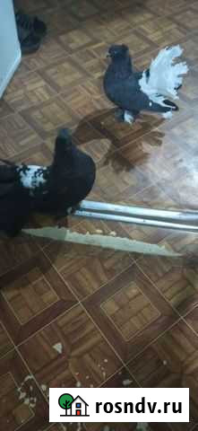 Индийские павлины Кропоткин - изображение 1