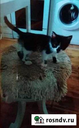 Коты в добрые руки бесплатно. Три кота Брянск - изображение 1