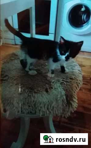 Коты в добрые руки бесплатно. Три кота Брянск - изображение 1