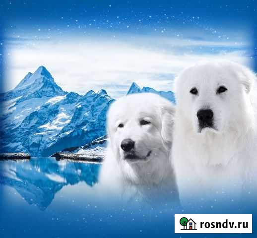 Аренда собак для фотосессий (Мареммо-абруцкая овча Стерлитамак - изображение 1