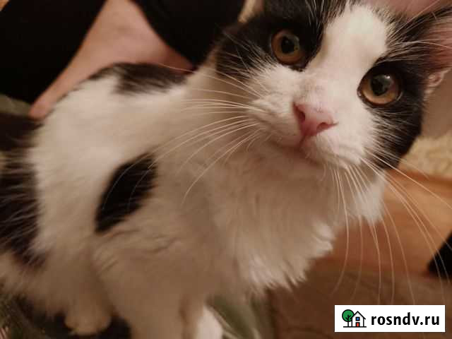 Котик в добрые ручки Махачкала - изображение 1