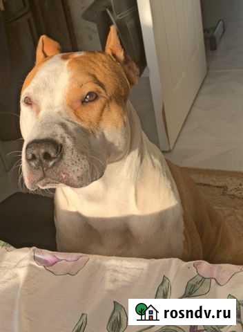 Питбуль вязка Пермь - изображение 1