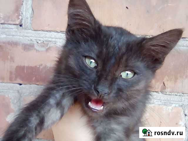 Кот-мышелов 6 мес Михайловское - изображение 1