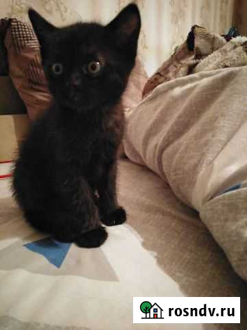 Котик Мичуринск - изображение 1