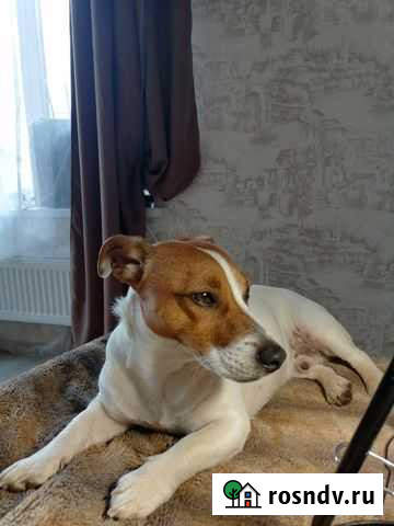 Вязка Джек Рассел терьер Култаево - изображение 1