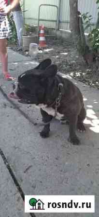 Французский бульдог кабель вязка Краснодар