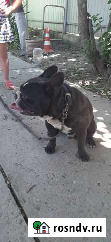 Французский бульдог кабель вязка Краснодар - изображение 1