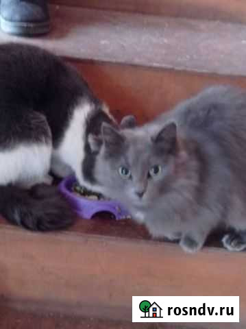 Кошка в добрые руки Томск - изображение 1