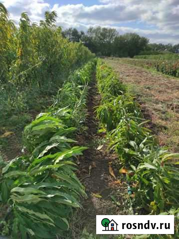 Колоновидный персик Красногвардейское - изображение 1