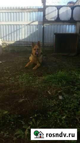 Немецкая овчарка Нарткала - изображение 1