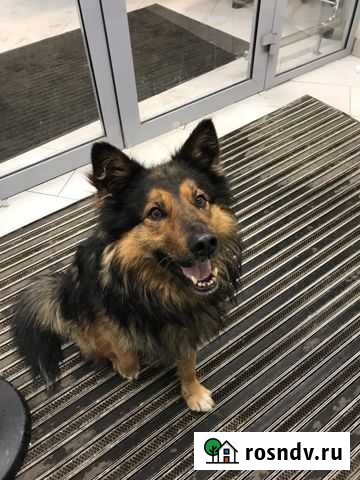 Собака Нижний Новгород - изображение 1