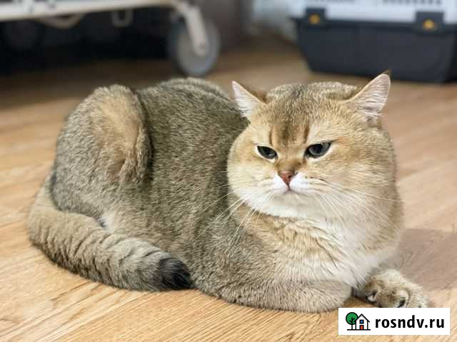 Вязка золотого британца (шиншила) Люберцы - изображение 1