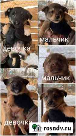 Щенки в добрые руки Южноуральск