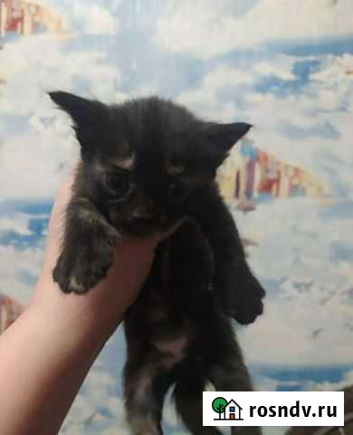 Кошка в дар Нижний Новгород - изображение 1