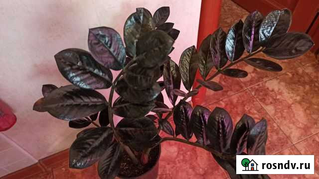 Фикусы и замиакулькас Равен черный Ульяновск - изображение 1