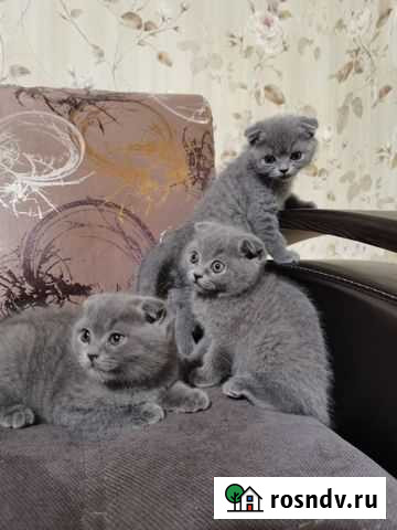 Британские котята Поворино - изображение 1