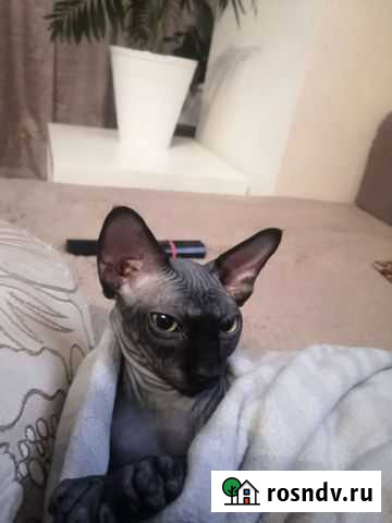 Вязка Арзамас - изображение 1