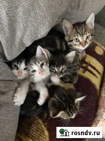 Кошка Туапсе - изображение 1