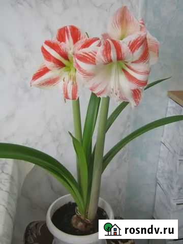 Гиппиаструм Донской - изображение 1