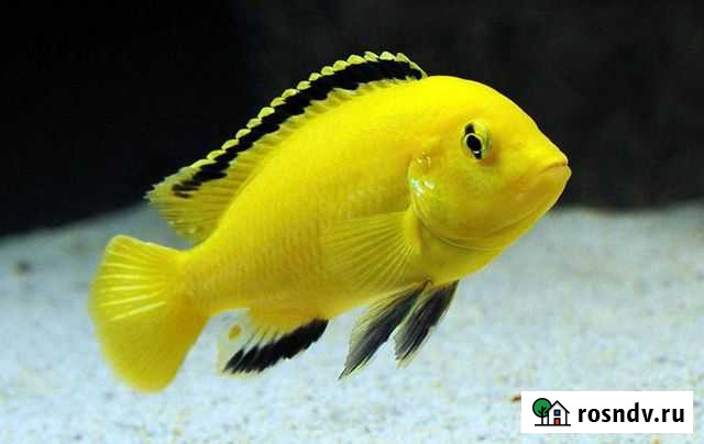 Еллоу Липецк - изображение 1